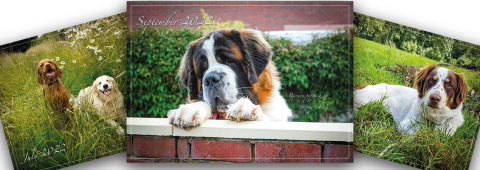 2022 Dog Calendar