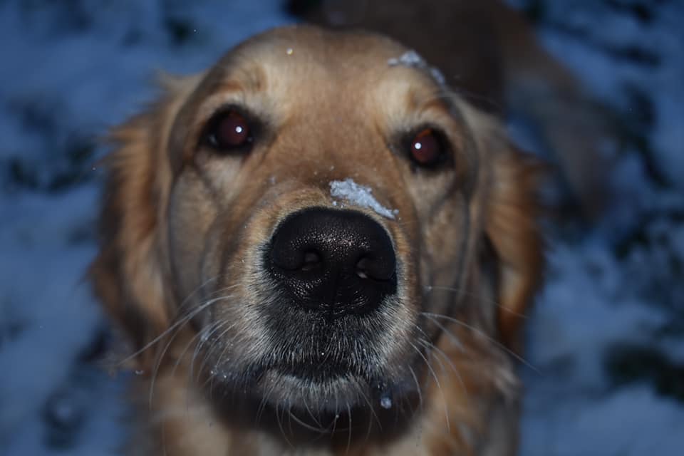 Dog in the snow