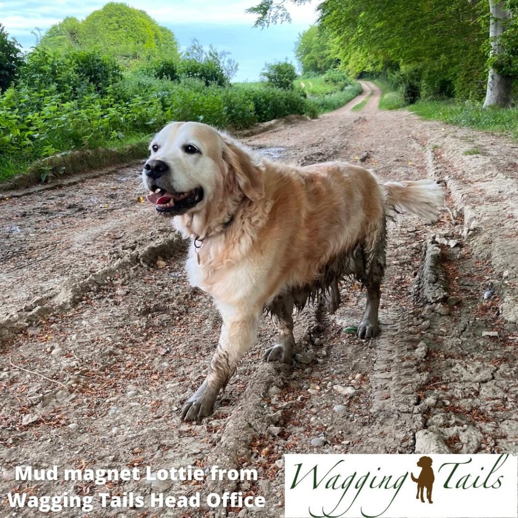 Muddy dog
